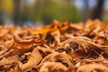 Brown orange fallen leaves on the ground in autumn.