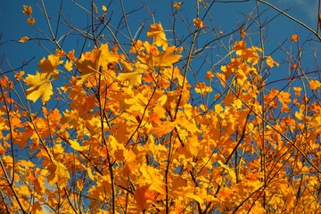 autumn leaves on tree