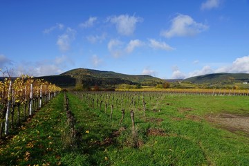 Panoramablick über einen Weingarten mit beschnittenen Rebstöcken