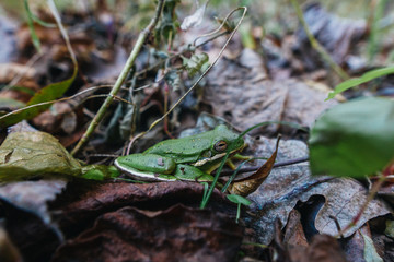 green frog