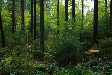 Old forest landscape