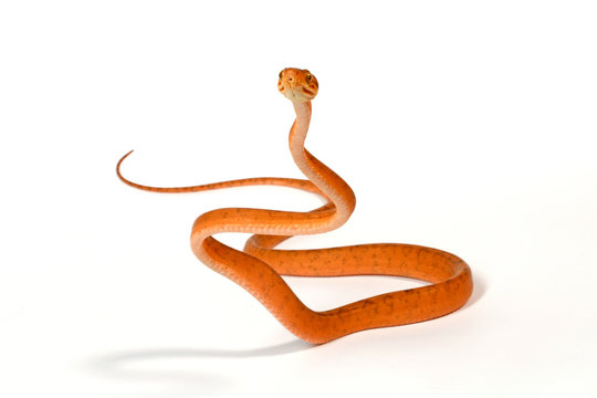 Hundskopfboa / Gartenboa (Corallus hortulanus) - common tree boa