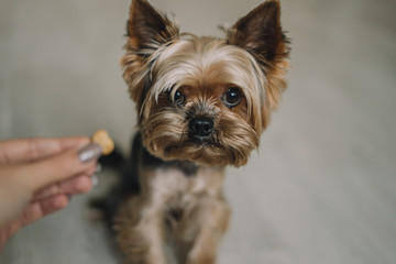 Yorkshire Terrier dog eats a treat