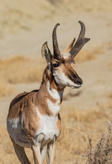 Pronghorn buck
