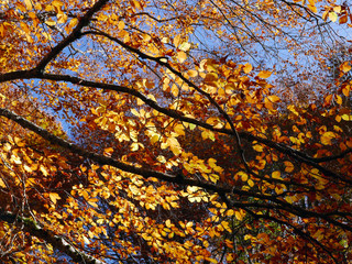 la natura con i suoi caldi colori autunnali