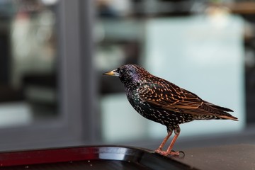 Star (Sturnus vulgaris) steht auf einem Tisch auf dem Alexanderplatz in Berlin 