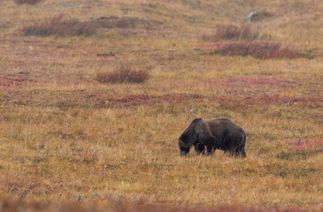 Grizzly Bear in Denali National Park Alaska in Autumn