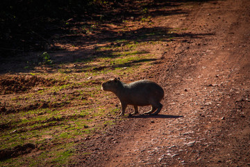 The largest and friendliest rodent in the world is Capybara. They are found in Latin America. Wildlife of Brazil.