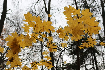 Yellow maple leaves make the autumn landscape bright and beautiful