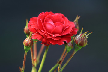 Blume/Pflanze im Garten