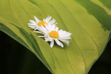Gänseblümchen im Garten