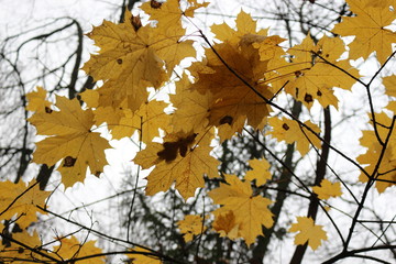 Yellow maple leaves make the autumn landscape bright and beautiful