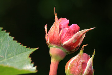 Blume/Pflanze im Garten