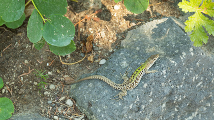 lizard on Ischia