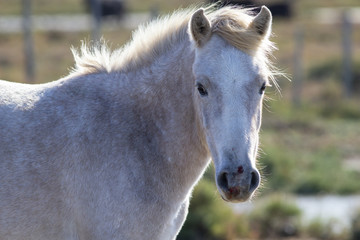 Portrait of a wild, white Camargue horse in the south of France.