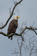 An American Bald Eagle perched in a tree.