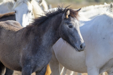 Portrait of a wild horse foal in the Camargue in France