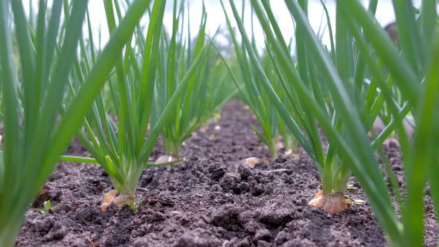 Onions growing in garden in rows in open ground in farm, side view. Garden bed with onion, gardening and farming concept. Farm homestead with agricultural landings. Plants of vegetables, closeup view.