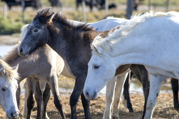Herd of wild horses with mothers and foals in the Camargue in France