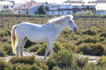 Obraz na płótnie Canvas Portrait of a wild, white Camargue horse in the south of France.
