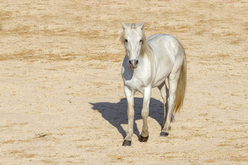 Obraz na płótnie Canvas White Camargue Horse on the beach in the south of France.