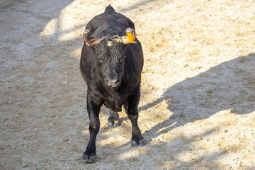 Fighting bull in a bullring in the Camargue in France