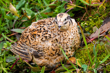 Quail paying attention!