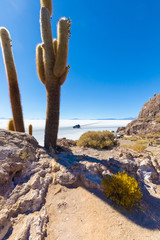Bolivia Uyuni Incahuasi island cactus