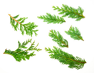 Collage Lebensbäume Zypressen Zweige isoliert