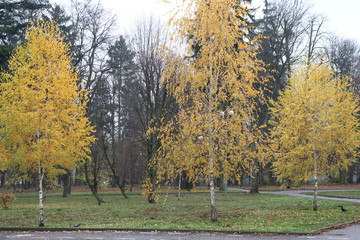 Yellow birch leaves make the autumn landscape bright and beautiful