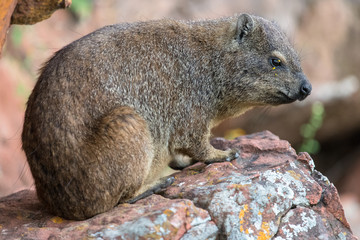 Cape Daman seen walking up the Waterberg plateau