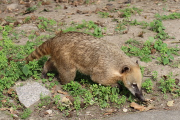 Coati