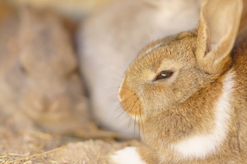 The sleepy rabbits in daytime