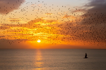 sunset and starling murmurations in brighton