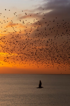 sunset and starling murmurations in brighton