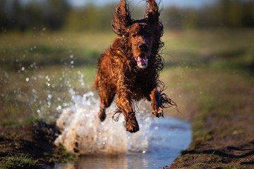 Wet Irish Setter dog running on puddle
