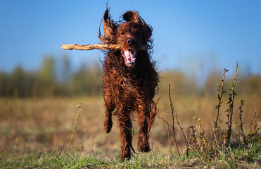 Irish Setter dog running with stick in teeth