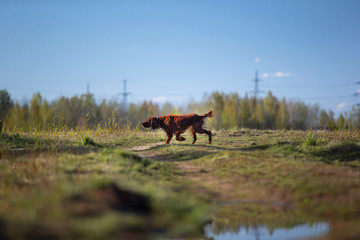 Fototapeta na wymiar Hunting Irish Setter dog running on field