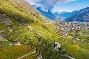Valtellina (IT) - Terrace vineyard in the Bianzone area