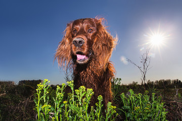 Excited Irish Setter dog lying on ground in fair weather
