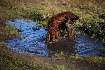 Obraz na płótnie Canvas Wet Irish Setter dog stanidng on puddle