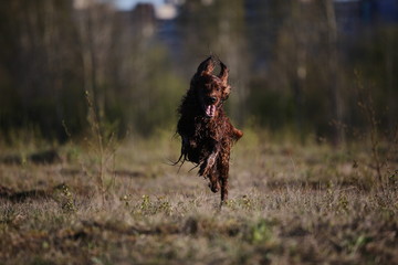 Dirty Irish Setter dog running on spring field