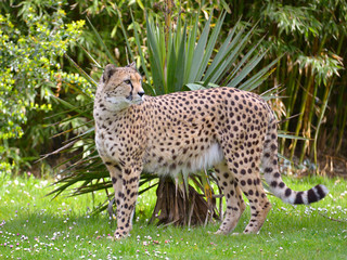 Closeup of profile African Cheetah (Acinonyx jubatus) standing on grass seen from profile