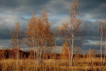 autumn landscape