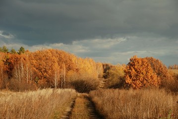 Fototapeta na wymiar gloomy sky over autumn forest