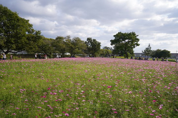 武庫川コスモス