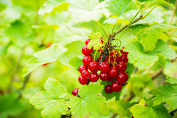 Ripe and juicy red currant berries on the branch. Selective focus. Shallow depth of field.