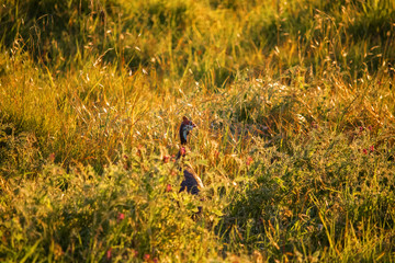 Guineafowl walking through a grass meadow searching for food at sunset.