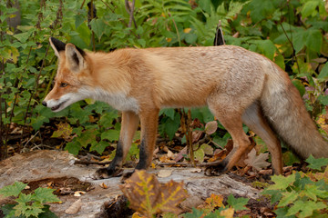 red fox
