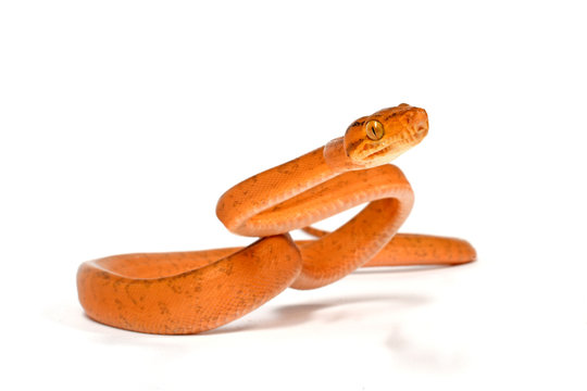 Hundskopfboa / Gartenboa (Corallus hortulanus) - common tree boa